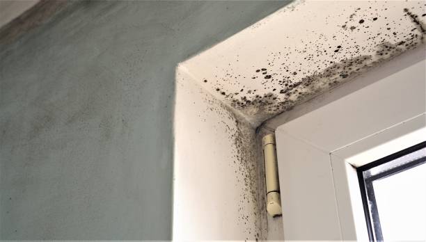 Best Environmental Consulting for Mold Prevention  in Sweetwater, TX