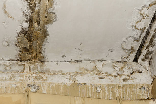 Best Airborne Mold Testing  in Sweetwater, TX