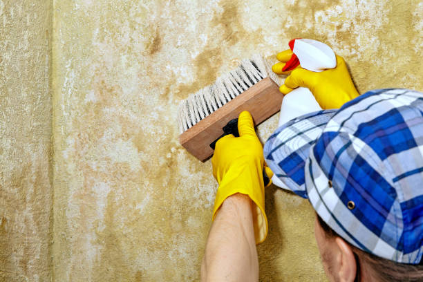 Best Comprehensive Air Testing for Mold Contaminants  in Sweetwater, TX