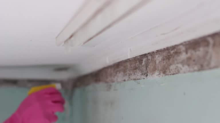 Reliable Sweetwater, TX Mold Removal Solutions